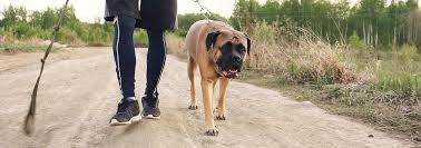 Bullmastiff Dog Breed Facts And Personality Traits