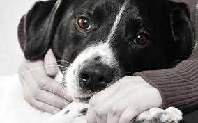 This fee can be waived in certain circumstance if the surrendering party can show financial hardship. Rehoming Your Pet Responsibly And Humanely