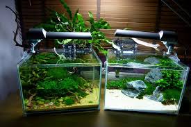 Double Nano Tank Setup Nano Tank Aquascape Planted Aquarium