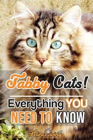 No, that's just a cute little story that somehow got started. Tabby Cats Patterns History And Personality