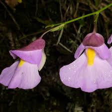 Image result for Utricularia arenaria