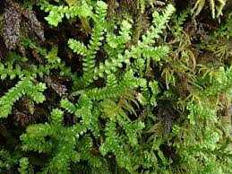 Image result for Selaginella