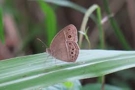 Image result for Brownleea mulanjiensis