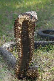 Egyptian Cobra King Cobra Snake Beautiful Snakes Cobra Snake