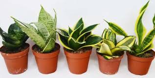 Lilies in the true lily and daylily families are very dangerous for cats. Is Snake Plant Toxic To Cats Pet Care Advisors
