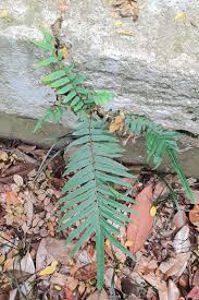 Image result for Pteris commutata