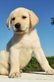 Purebred Puppy Labrador Retriever Six Weeks Old Labradorretriever In 2020 Labrador Retriever Yellow Labrador Puppy Labrador Puppy
