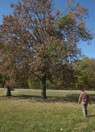 When you follow messing with texas, you'll get access to exclusive messages from the artist and comments from fans. Messing With Texas American Forests