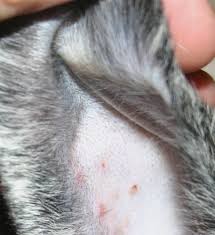 Image result for scabies rabbits ears