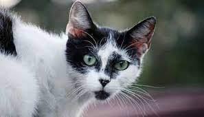 The Secret Lives Of Feral Cats Science Smithsonian Magazine