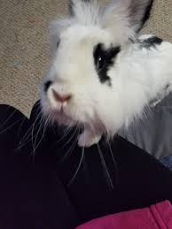 1 part white vinegar to 2 parts water is a pretty solid mix. Rabbit Funny Cute House Bunny Indoor Cages How To Clean Groom Trim Help Guide Rabbits Rabbithouses Rabbitlover Rabbitl Bunny Care Rabbit Rabbit Behavior