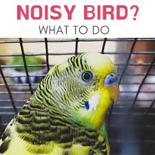 Justanswer.com has been visited by 100k+ users in the past month What To Do When Your Parakeet Won T Stop Squawking Pethelpful