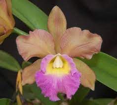 Orchid Blc Chinese Bronce Marco Polo X Blc Hunabu Esmeralda Jen Ru Hi Cattleya Orchid Orchids Orchidaceae