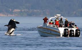 Plan your port townsend vacation: Editorial Limits For Whale Watch Boats Ignore Larger Problem Heraldnet Com
