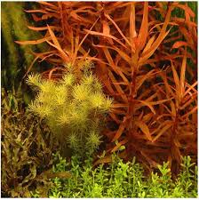 Image result for Ammannia aegyptiaca