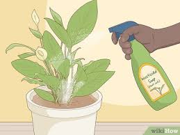 See full list on wikihow.com How To Care For Peace Lilies 15 Steps With Pictures Wikihow