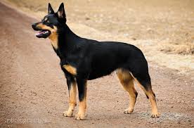 Black And Tan Coonhound Australian Shepherd Mix Australian Kelpie Dog Breed Information And Pictures Petguide Australian Kelpie Dog Australian Dog Breeds Dog Breeds