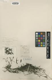 Image result for Polystachya bicarinata