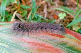 Interactive guide to insect pests of woody plants. Insects And Other Animals In Tropical Forests Springerlink