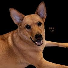 Everyone thinks their dog is the cutest one, and none of them are wrong. "  This is the dog quote i like most. Coming sunday, let meet the world cutest  dog