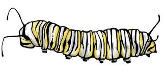Virtually all caterpillars eat leaves, but most of them are very picky. Monarch Caterpillar Caterpillar Tattoo Monarch Caterpillar Caterpillar Drawing