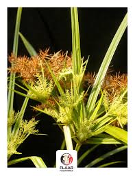 Image result for Cyperus esculentus