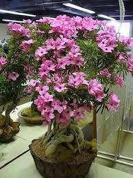 Image result for Adenium swazicum