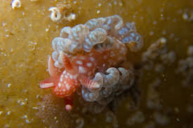 Image result for Alinula sp.