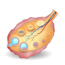 Desserts with eggs, dinner recipes with eggs, you name it! What Is A Follicle And How Many Follicles Do You Need Ivi Fertility