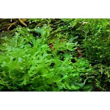 Image result for Lomariopsis