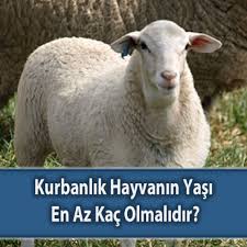 Kurbanlik Hayvanin Yasi En Az Kac Olmalidir Ismailaga Kurban Organizasyonu