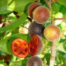 Image result for Dovyalis sp. A