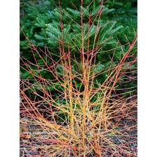 The upright stems are fine and twiggy, glowing beautifully in the pale winter sun. Cornus Sanguinea Midwinter Fire