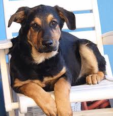 Dog registry of america, inc. Westside German Shepherd Rescue Of Los Angeles