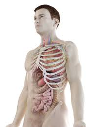 It gains energy to carry out its functions from the food we eat. Realistic Human Body Model Showing Male Anatomy With Internal Organs Behind Ribs Digital Illustration Graphic 3d Rendering Stock Photo 308614352