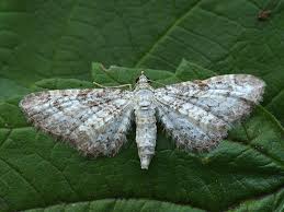 Image result for Eupithecia subumbrata