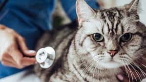 Was ist eine frühkastration?an dieser stelle zeigen ihnen unabhängige tierisches lebewesenä. Kastration Bei Der Katze Purina