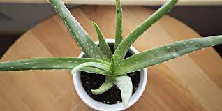 Bien que l'aloe vera soit une plante très jolie, nous la cultivons généralement pour son gel et ses facultés. Aloe Vera Plante Entretien Culture En Pot