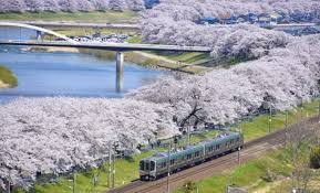 Check spelling or type a new query. Info Terbaru Kondisi Bunga Sakura Di Jepang Musim Semi 2019 Liburan Ke Jepang