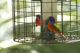 Bird Supplies Wholesale Bird Supplies Bird Animal Planet