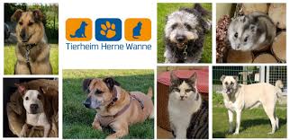 Isidoro noch etwas ängstlich, eher ruhig, sehr freundlich aber eben noch schüchtern, sehr sozial und liebenswürdig mit anderen katzen, sehr friedvoll ehk jungtier tierheim: Tierheim Herne Wanne Posts Facebook
