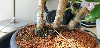 Click on image to see bonsaioutlet.com selection for outdoor trees. How To Get Rid Of Bugs On Bonsai Trees Naturally Getridofallthings Com