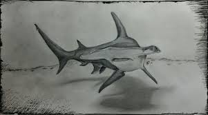 Black And White Hammerhead Shark Tattoo Hammerhead Shark Shark Drawing Ocean Tattoos Fish Drawings