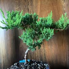 Eve's garden japanese juniper bonsai tree, 10 years old japanese juniper, planted in 10 inch ceramic container, outdoor bonsai ! How To Care For Japanese Garden Juniper In Boston Ma
