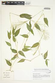 Image result for Poecilostachys oplismenoides