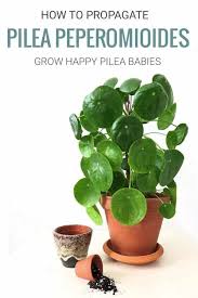 We did not find results for: Propagate Your Pilea Peperomioides Plant How To Grow Pilea Babies