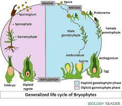Maybe you would like to learn more about one of these? Life Cycle Of Bryophytes Meaning Asexual Sexual Reproduction Biology Reader