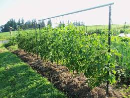 La taille des tomates consiste à enlever les brins poussant à l'intersection entre la feuille et la tige principale. Tuteurs A Tomates Treillis Faits Maison Types Conseils Et Astuces