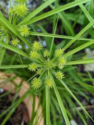 Image result for Cyperus