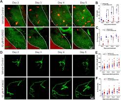 Ky m lim, kymeng lim, meng lim, k h lim. Microglial Trogocytosis And The Complement System Regulate Axonal Pruning In Vivo Biorxiv